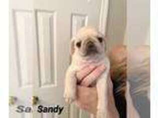 Pug Puppy for sale in Mount Pleasant, SC, USA