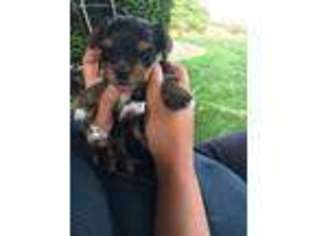 Yorkshire Terrier Puppy for sale in Hinckley, OH, USA