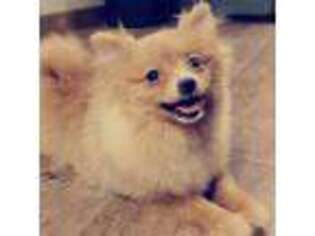 Pomeranian Puppy for sale in Albany, OR, USA