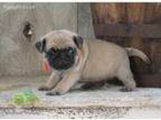 Pug Puppy for sale in Winesburg, OH, USA