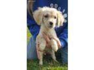 Mutt Puppy for sale in Venango, PA, USA