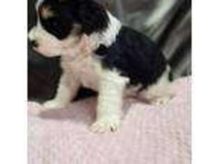 Mutt Puppy for sale in Trinity, AL, USA