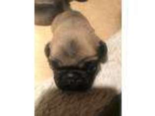Pug Puppy for sale in Demotte, IN, USA