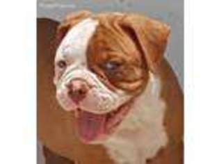 American Bulldog Puppy for sale in Branford, FL, USA