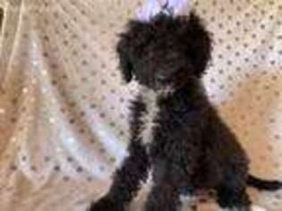 Goldendoodle Puppy for sale in Atlanta, GA, USA