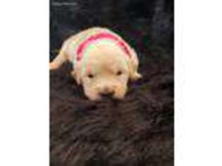 Golden Retriever Puppy for sale in Portage, UT, USA