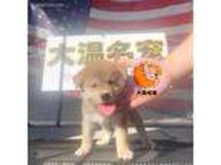 Shiba Inu Puppy for sale in Hacienda Heights, CA, USA