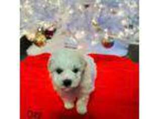 Bichon Frise Puppy for sale in Glen Allen, VA, USA