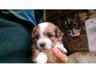 Shih-Poo Puppy for sale in Earleville, MD, USA