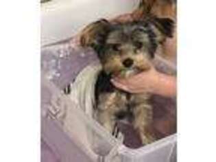 Yorkshire Terrier Puppy for sale in Poteau, OK, USA