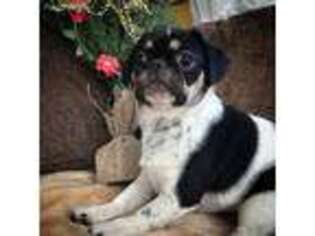 Pug Puppy for sale in Woodstown, NJ, USA