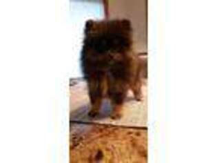 Pomeranian Puppy for sale in Hortonville, WI, USA