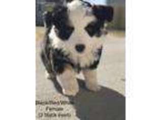 Miniature Australian Shepherd Puppy for sale in Murfreesboro, TN, USA