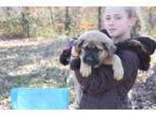 Mastiff Puppy for sale in BAINBRIDGE, OH, USA