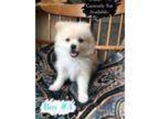 Pomeranian Puppy for sale in Milton, WA, USA