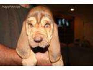 Bloodhound Puppy for sale in Elkton, VA, USA