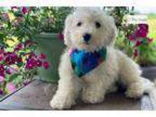 Bichon Frise Puppy for sale in South Bend, IN, USA