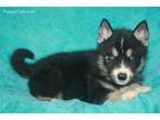 Siberian Husky Puppy for sale in Unionville, VA, USA