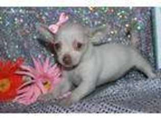 Chihuahua Puppy for sale in Medina, TX, USA