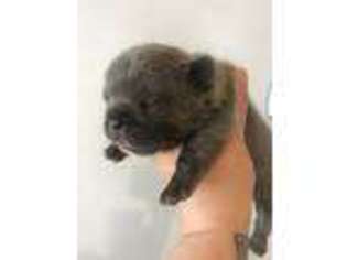 French Bulldog Puppy for sale in Silver City, NM, USA