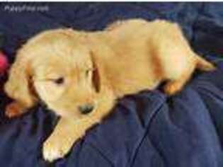 Golden Retriever Puppy for sale in Baltimore, MD, USA