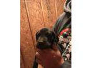 Great Dane Puppy for sale in Concord, NC, USA