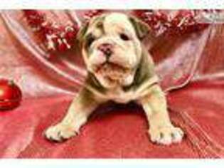Bulldog Puppy for sale in Hattiesburg, MS, USA