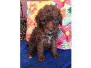 Goldendoodle Puppy for sale in Baileyville, KS, USA