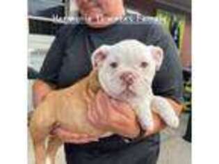 Bulldog Puppy for sale in Edgewood, KY, USA