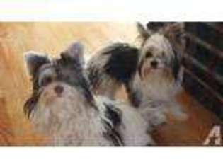 Yorkshire Terrier Puppy for sale in NORTON, MA, USA