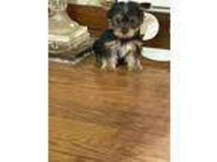 Yorkshire Terrier Puppy for sale in Clifton, NJ, USA