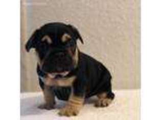 French Bulldog Puppy for sale in San Ramon, CA, USA