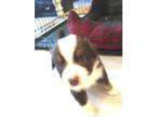 Miniature Australian Shepherd Puppy for sale in Federal Way, WA, USA