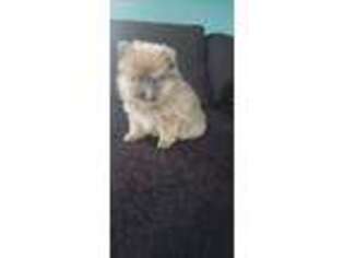 Pomeranian Puppy for sale in Ottawa, OH, USA
