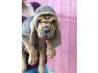 Bloodhound Puppy for sale in Pembroke, GA, USA