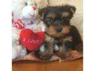 Yorkshire Terrier Puppy for sale in Castlewood, VA, USA