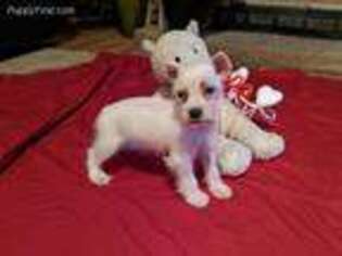 Mutt Puppy for sale in Fruitvale, TX, USA