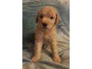 Labradoodle Puppy for sale in Woodbridge, VA, USA