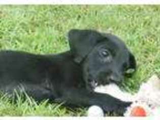 Labrador Retriever Puppy for sale in Crockett, TX, USA