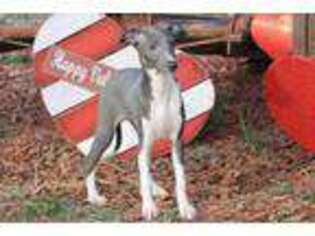 Italian Greyhound Puppy for sale in Whitewright, TX, USA