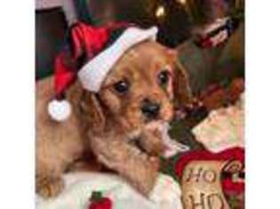 Cavalier King Charles Spaniel Puppy for sale in Stephens City, VA, USA