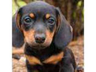 Dachshund Puppy for sale in Rochester, IN, USA