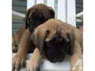 Mastiff Puppy for sale in CISNE, IL, USA