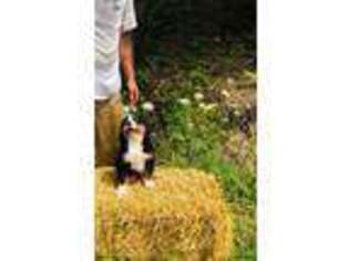 Bernese Mountain Dog Puppy for sale in Berryville, AR, USA