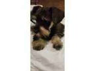 Mutt Puppy for sale in Chase City, VA, USA