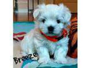 Maltese Puppy for sale in Snohomish, WA, USA