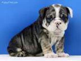 Bulldog Puppy for sale in Atmore, AL, USA