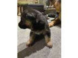 German Shepherd Dog Puppy for sale in Stafford, VA, USA