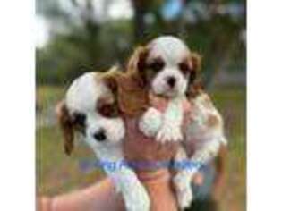 Cavalier King Charles Spaniel Puppy for sale in Brooksville, FL, USA