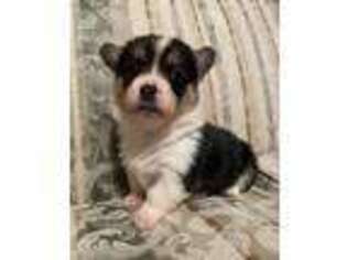 Pembroke Welsh Corgi Puppy for sale in Sabillasville, MD, USA